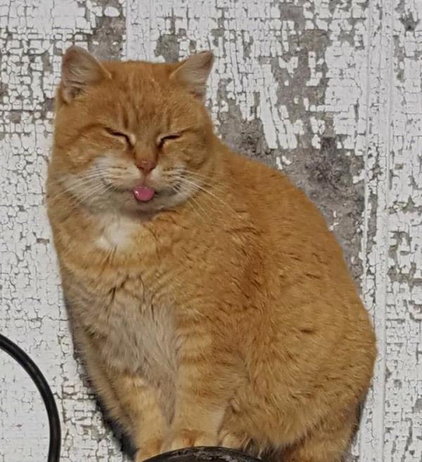/Images/uploads/Minnesota Spay Neuter Assistance Program/MNSNAP/entries/9478thumb.jpg